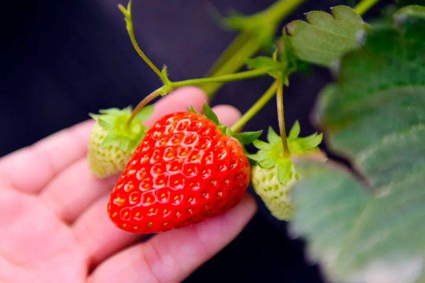 草莓不能和什么同食 草莓不适合什么人吃 草莓不能和什么同食 草莓不适合什么人吃