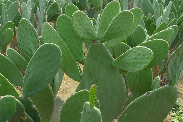 仙人掌泡水喝能降血糖吗 仙人掌泡水喝有什么功效 仙人掌泡水喝能降血糖吗 仙人掌泡水喝有什么功效