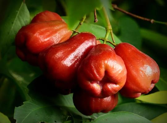 莲雾有点生怎么办?莲雾变白了还能吃吗