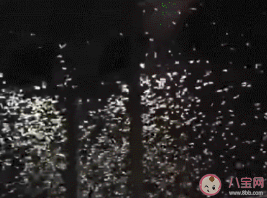 白蚁入侵房屋怎么办 如何消灭家中的白蚁 白蚁入侵房屋怎么办 如何消灭家中的白蚁