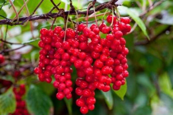 五味子有保肝护肝的作用吗 五味子治肝病吗 五味子有保肝护肝的作用吗 五味子治肝病吗