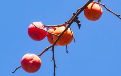 柿子的功效与作用有哪些3