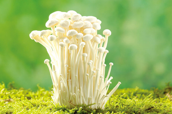 金针菇的禁忌人群 金针菇不能和什么同食 金针菇的禁忌人群 金针菇不能和什么同食