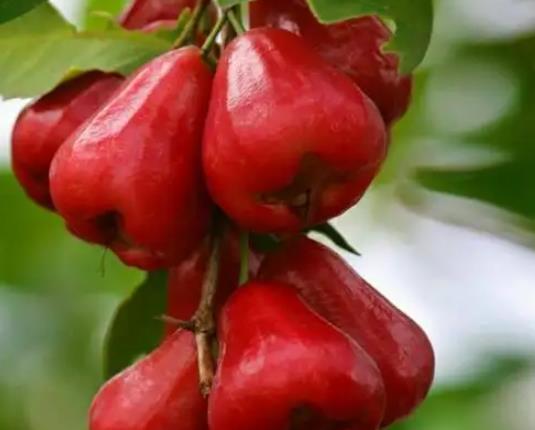 莲雾为什么叫痔疮果?莲雾的特色吃法