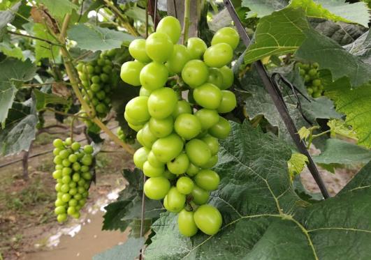 阳光玫瑰为什么有的有籽有的没有籽?为什么阳光玫瑰葡萄有黑点