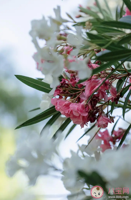 夹竹桃毒性有多大 夹竹桃有毒为什么要种植 夹竹桃毒性有多大 夹竹桃有毒为什么要种植