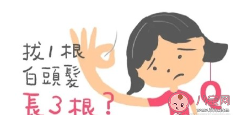 长了白头发到底能不能拔 白头发该怎么办 长了白头发到底能不能拔 白头发该怎么办