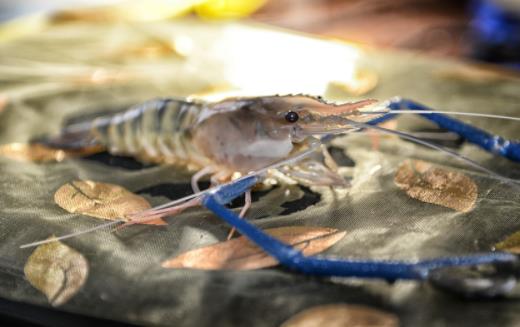 罗氏虾每天吃多少合适 罗氏虾吃不完怎么保存