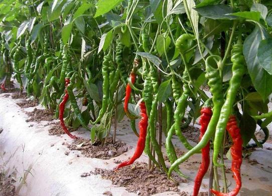 辣椒种单棵还是双棵?辣椒徒长不管它可以吗?