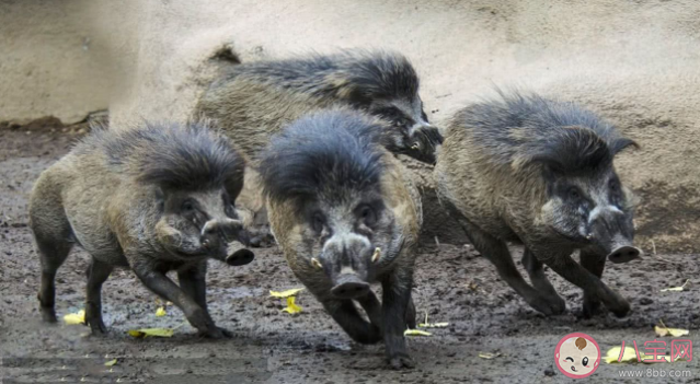 野猪泛滥成灾捕杀后能吃吗 为什么野猪泛滥成灾 野猪泛滥成灾捕杀后能吃吗 为什么野猪泛滥成灾