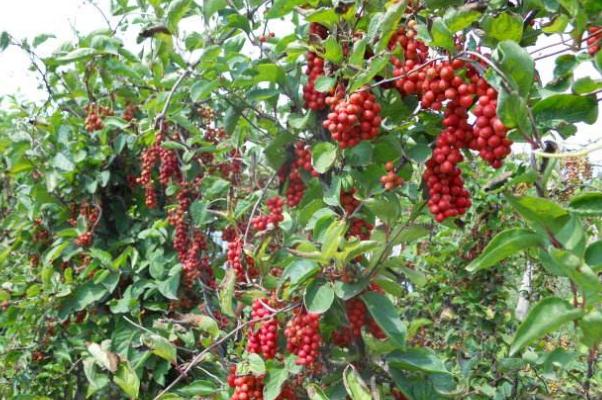 五味子有保肝护肝的作用吗 五味子治肝病吗 五味子有保肝护肝的作用吗 五味子治肝病吗