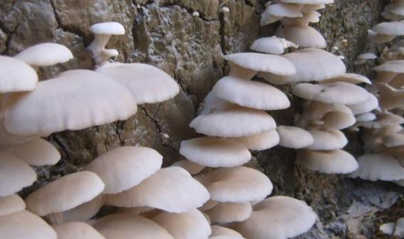 宝宝可以吃白灵菇吗?白灵菇有哪些功效?