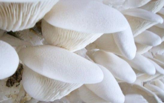 孕妇可以吃白灵菇吗?孕妇吃白灵菇有些好处?