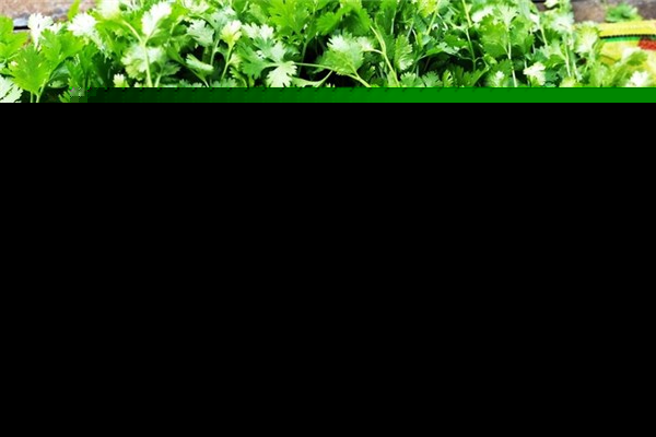 香菜和什么不能一起吃 香菜为什么那么贵