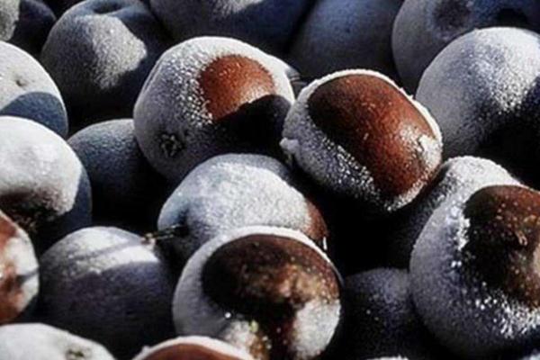 冻梨可以熬梨汤喝吗 买的冻梨化了还能吃吗 冻梨可以熬梨汤喝吗 买的冻梨化了还能吃吗