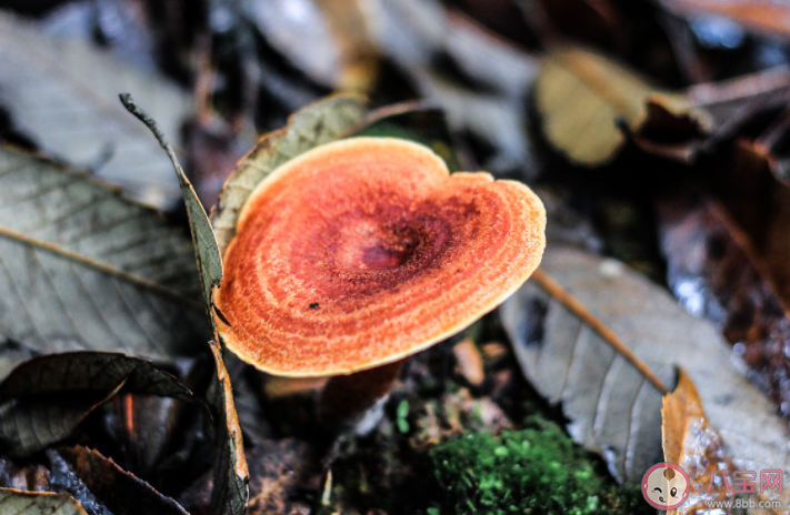 无毒野生菌能人工栽培吗 毒蘑菇的8大认知误区 无毒野生菌能人工栽培吗 毒蘑菇的8大认知误区