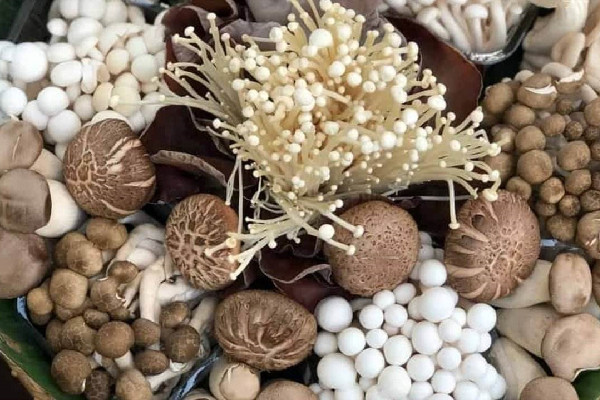 蘑菇长白毛了还能吃吗 蘑菇什么情况下就不能吃了 蘑菇长白毛了还能吃吗 蘑菇什么情况下就不能吃了