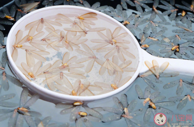 白蚁入侵房屋怎么办 如何消灭家中的白蚁 白蚁入侵房屋怎么办 如何消灭家中的白蚁