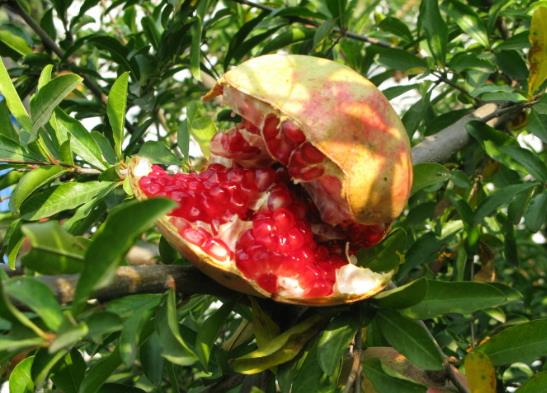 石榴一半发霉了另一半还能吃吗?怎么挑选到甜的石榴