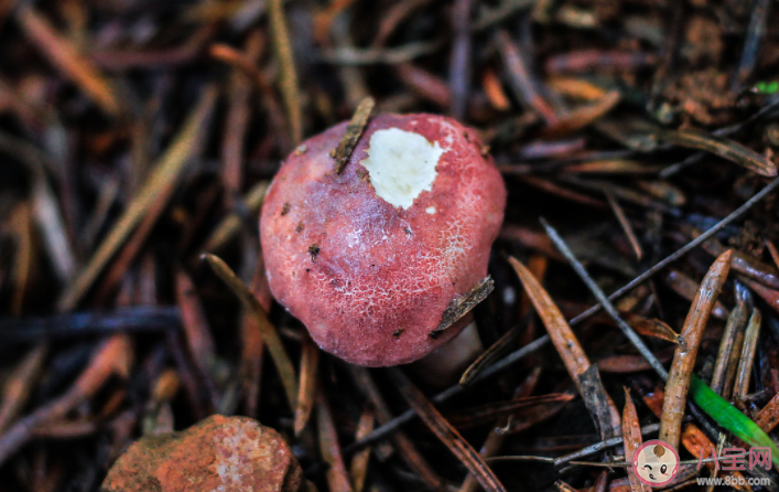无毒野生菌能人工栽培吗 毒蘑菇的8大认知误区 无毒野生菌能人工栽培吗 毒蘑菇的8大认知误区