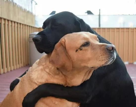 如何判断狗狗有没有狂犬病?一万只狗里有几只狗有狂犬病?