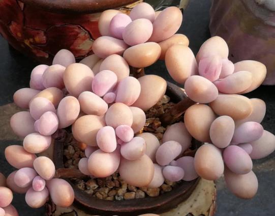 桃蛋叶片变尖了怎么补救?桃蛋变成绿色的了怎么办?