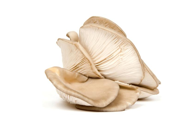 平菇能隔夜吃吗 平菇能放冰箱保鲜吗 平菇能隔夜吃吗 平菇能放冰箱保鲜吗