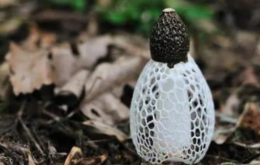 尿酸高可以吃竹荪?吃竹荪会回奶吗?