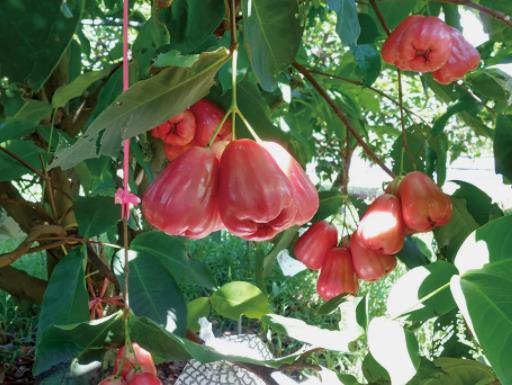 莲雾和腰果是长在一起的吗?莲雾里面是实心还是空心