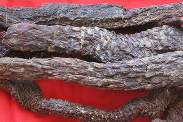 600肉苁蓉3.jpg 600肉苁蓉3.jpg