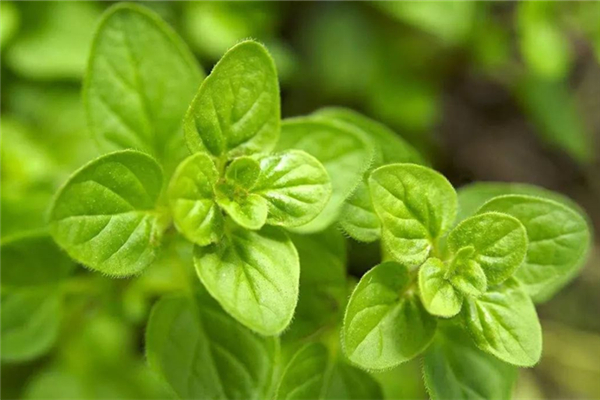 薄荷可以煮汤喝吗 薄荷煲鸡汤有什么功效 薄荷可以煮汤喝吗 薄荷煲鸡汤有什么功效