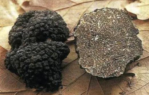 孕妇可以吃松露吗?松露怎么保存?