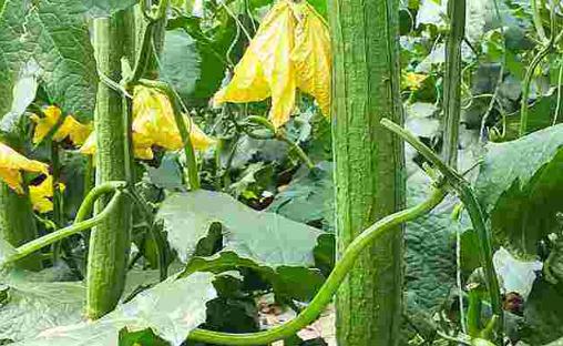 冬天的丝瓜是反季节蔬菜吗 丝瓜炒完发黑能吃吗