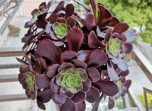 夏天买法师能种的活吗?夏天栽种脱土裸根法师需要杀菌吗