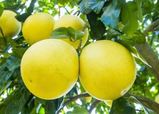 柚子有虫吃了会怎么样?柚子不够红可以吃吗