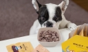 建立宠物食品安全标准有必要吗 如何挑选健康安全的宠物食品