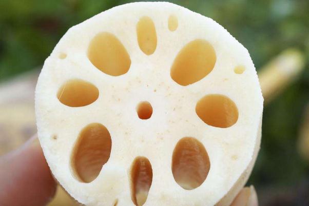 莲藕对血糖的影响 血糖高可以吃莲藕吗 莲藕对血糖的影响 血糖高可以吃莲藕吗