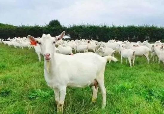 现挤的羊奶放冰箱能保存多久?喝现挤羊奶后呕吐怎么回事