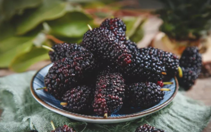 桑葚泡水放多少粒1