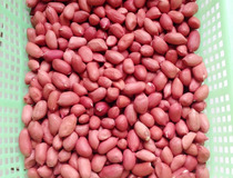 花生怎样炒才酥脆 8步教你做出酥脆花生米1