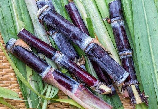 吃一根甘蔗等于吃了多少糖?晚上吃甘蔗容易长胖吗