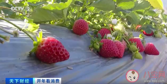 菠萝味草莓一斤150元 草莓都有哪些口味 菠萝味草莓一斤150元 草莓都有哪些口味