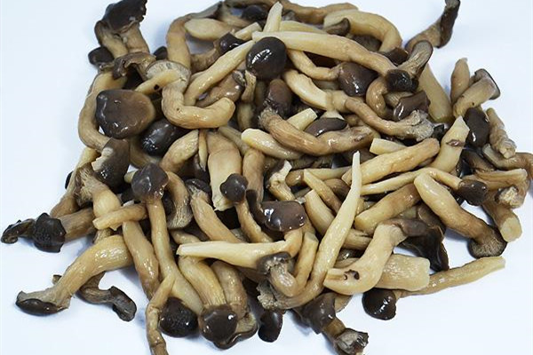 姬菇的功效和作用 姬菇可以煮汤吗 姬菇的功效和作用 姬菇可以煮汤吗
