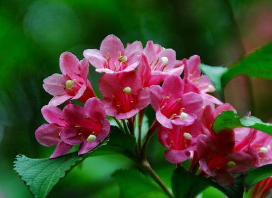 锦带花养久了会变色吗?锦带花有休眠期吗