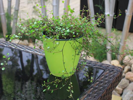 千叶吊兰全部剪掉了可以活吗?千叶吊兰叶子一碰就断怎么办