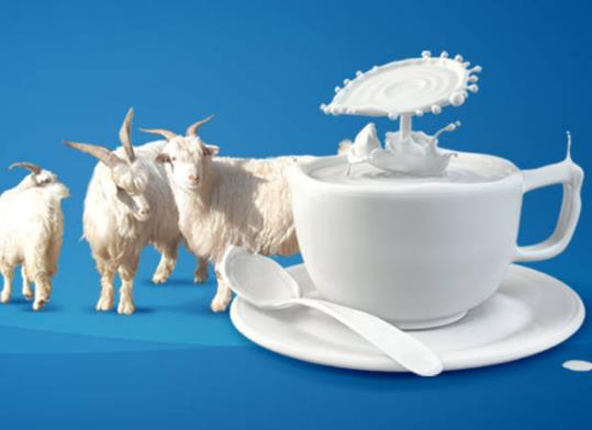 现挤的羊奶放冰箱能保存多久?喝现挤羊奶后呕吐怎么回事