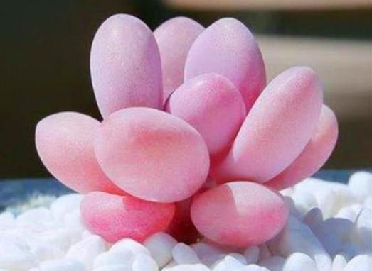 桃蛋叶片变尖了怎么补救?桃蛋变成绿色的了怎么办?