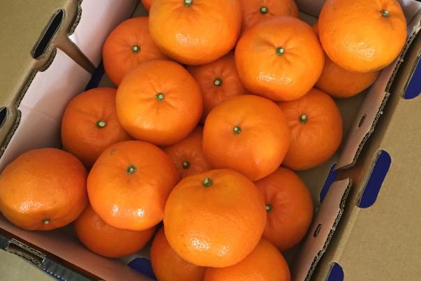 沃柑和皇帝柑什么区别 沃柑的热量 沃柑和皇帝柑什么区别 沃柑的热量