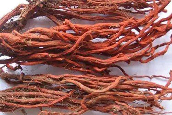 丹参能和黄芪一起泡水喝吗 丹参能和西洋参一起泡水喝吗 丹参能和黄芪一起泡水喝吗 丹参能和西洋参一起泡水喝吗