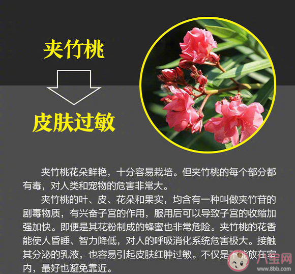 夹竹桃毒性有多大 夹竹桃有毒为什么要种植 夹竹桃毒性有多大 夹竹桃有毒为什么要种植